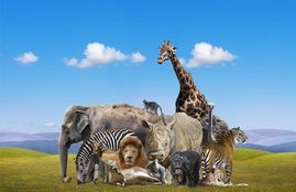 Animals, Animals benefits, Animals pic, Animals photo, Animals pictures, Animals pic benefits, Animals photo benefits, Animals pictures benefits, Animals pics religion, Animals photo and religion, religion news