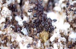 Ants, Ants facts, Ants at home, Ants at house, Ants benefits, Ants types, Ants names, Ants home, home Ants, house Ants, Ants news, Ants in religion, Ants and astrology, religion news