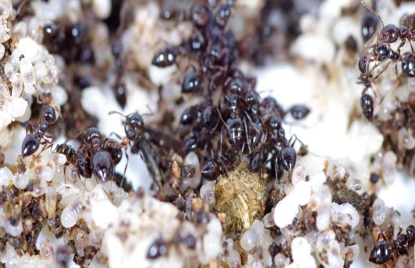 Ants, Ants facts, Ants at home, Ants at house, Ants benefits, Ants types, Ants names, Ants home, home Ants, house Ants, Ants news, Ants in religion, Ants and astrology, religion news