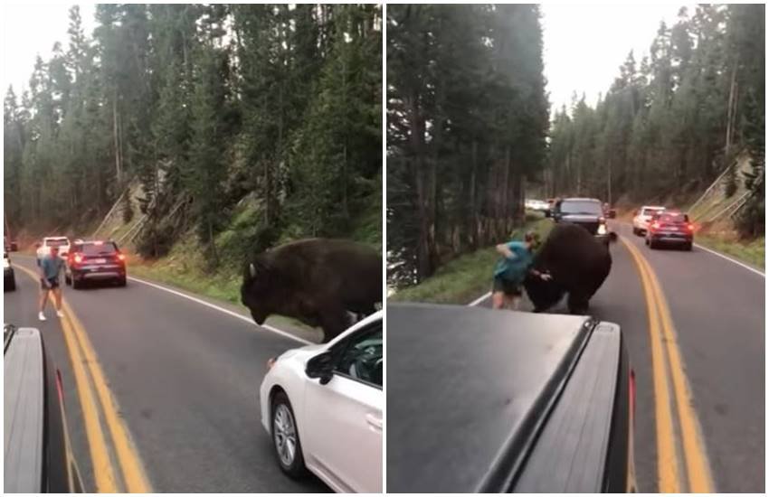 bison, us, yellowstone national park