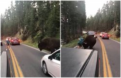 VIDEO: इस शख्स ने जानवर से की बदसलूकी, 130 दिनों के लिए पहुंचा हवालात