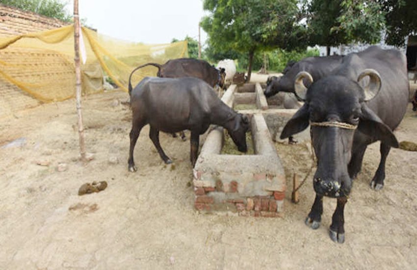 तस्वीर का प्रयोग प्रतीक के तौर पर किया गया है। (फोटो सोर्स- ट्विटर/@RakeshTrickey)