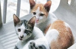 सीरियल कैट किलर: बिल्लियों का गला काट अंदर के ऑर्गन्स निकाल लेता था ये सनकी