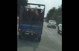 mob lynching, lynching, cow, cow transporter, cow smuggling, tri colour, uttar pradesh lynching, Hindi news, News in Hindi, Jansatta