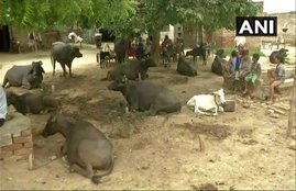Haryana, palwal, cattle, cattle thief, cattle thief killed, cattle thief lynched, cattle thief mob lynched, mob lynching, Haryana news, palwal news, Hindi news, news in Hindi, jansatta