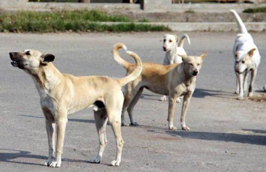 फाइल फोटो