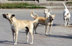 नशेड़ी ने 5 कुत्तों के काट डाले सिर, एक की नोच ली खाल, भौंकने से था खफा