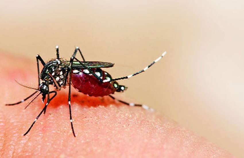 मच्छरों की दृष्टि बड़ी तेज होती है। खासकर दोपहर के बाद। 