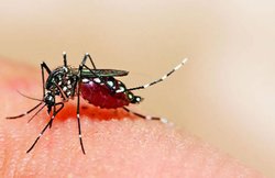 इन सात कारणों के चलते कुछ लोगों को ज्यादा काटते हैं मच्छर