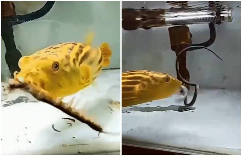 Puh Fish VIDEO: देखते-देखते सांप, बिच्छू और सेंटीपेड को जिंदा निगल गई ये मछली ...