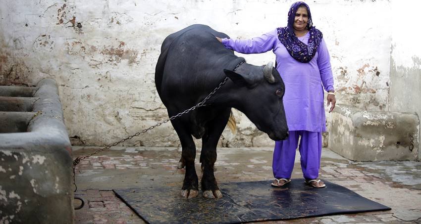 विनेश की मां प्रेमलता।