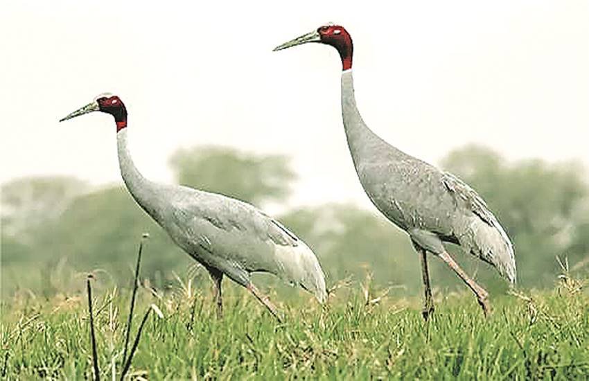 धनौरी जिले में सबसे ज्यादा यानी कुल 88 सारस मिले हैं, जिलमें 80 वयस्क व 8 बच्चे हैं।