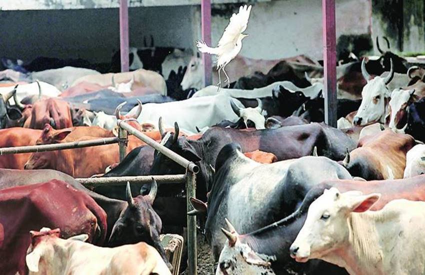 Cow Slaughter