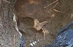 मेक्सिको: सैकड़ों को मारकर मास ग्रेव्स में दफनाया, 166 खोपड़‍ियां मिलने से हड़कंप