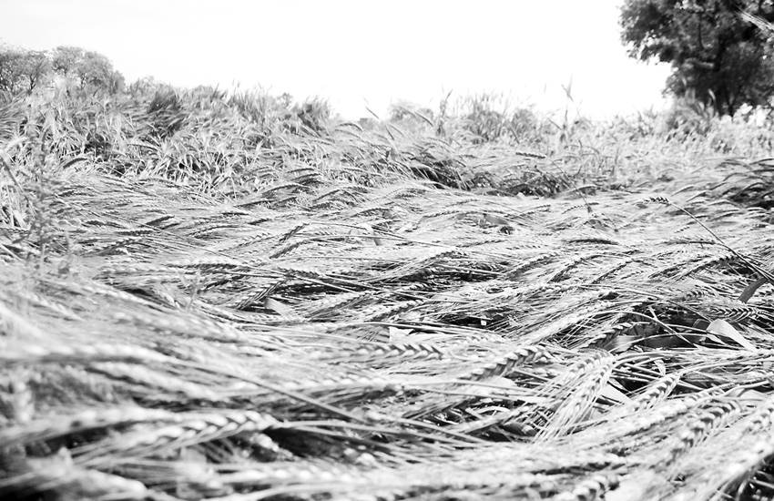 न्यूनतम समर्थन मूल्य की घोषणा करने के बाद भी किसानों को न्यूतनम समर्थन मूल्य का बड़ा लाभ इसलिए नहीं मिलता कि खरीद केंद्रों पर भारी भ्रष्टाचार है न्यूनतम समर्थन मूल्य की घोषणा करने के बाद भी किसानों को न्यूतनम समर्थन मूल्य का बड़ा लाभ इसलिए नहीं मिलता कि खरीद केंद्रों पर भारी भ्रष्टाचार है