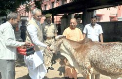 हिमाचल के गवर्नर ने चेताया- विदेशी गाय के दूध से होता है अग्रेशन और हाई ब्लडप्रेशर