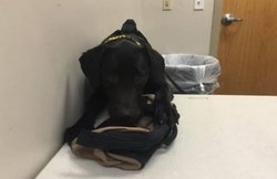 बेटी के यौन शोषण के आरोप में मिली 50 साल की सजा, एक कुत्ते की वजह से सजा से बच गया शख्स