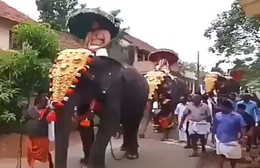रास्ते में आने पर हाथी ने एक शख्स को पैर से मारकर दूर पैर फेंक दिया (Photo: Video grab)