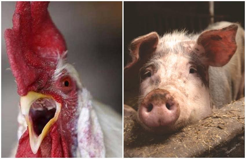 जानवरों पर चले मुकदमे के बाद उन्हें सजा भी हुई। 