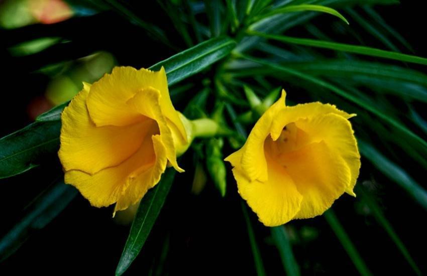 कनेर की तरह ही गांव, नगर, महानगर सर्वत्र अपना विदेशी उद्गम अपने देशज नाम बेगमबेलिया के पीछे छिपाए बूगनवेलिया भी दिखती है।