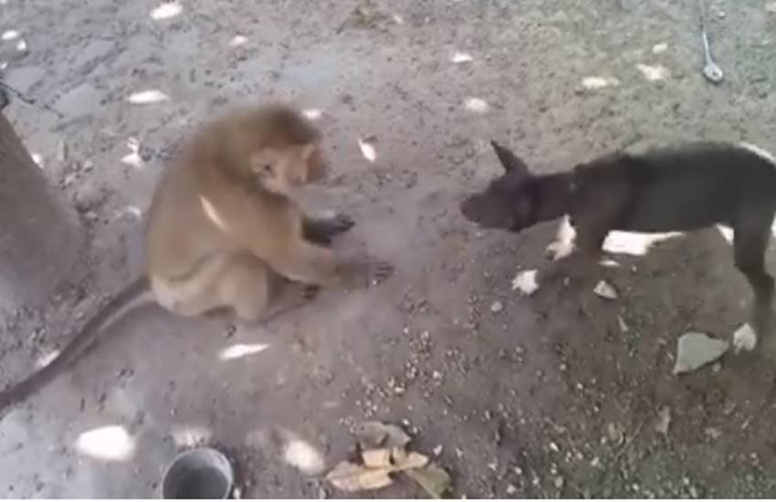 monkey, dog, food, fight monkey, dog, food, fight