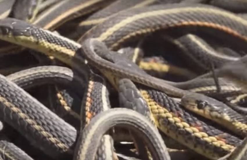 russia, snake, germany