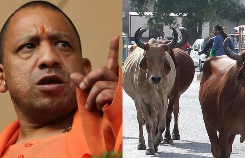 एक पत्रकार ने आवारा गौवंश से खेती को हो रहे नुकसान और योगी सरकार की कड़ाई का जिक्र किया तो मंत्रीजी ने फरमाया कि आवारा गौवंश उनके कार्यकाल का नहीं है।
