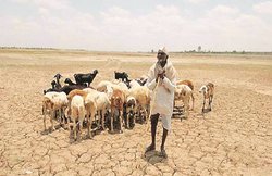 राजस्थान: कम बारिश, फसल बर्बादी की आशंका से किसान चिंतित