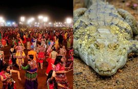 Garba Night, Garba Event, Dance, Stamped, Crocodile, Entry, Rescue Operation, Forest Department, Vadodara, Gujrat, State News, Hindi News