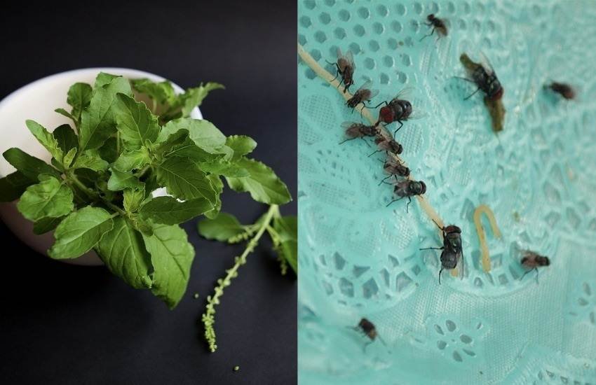 Get Rid of Flies, Mosquitoes and Insects, Insects, Mosquitoes, Insects, Easy Tips, Do it Yourself, DIY, Diwali, Cleaniness, Utlity News, Hindi News Get Rid of Flies, Mosquitoes and Insects, Insects, Mosquitoes, Insects, Easy Tips, Do it Yourself, DIY, Diwali, Cleaniness, Utlity News, Hindi News