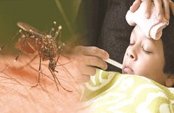 सेहतः मच्छरों से बीमारियां