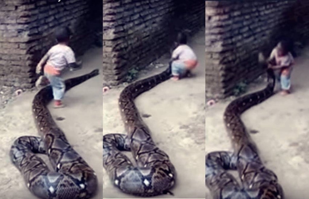 

अजगर का मुंह पकड़कर खेलता हुए मासूम। (Image Source: Youtube/Svetzari)