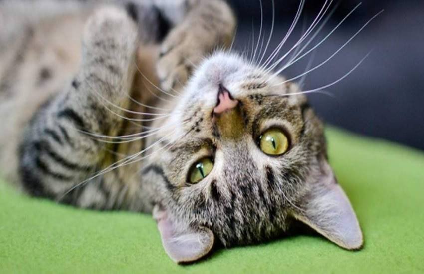 cat