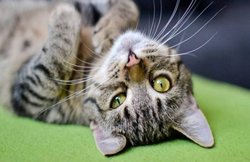 बिल्ली के साथ दरिंदगी करता रहा शख्स, दोस्त ठहाके लगा बनाते रहे वीडियो