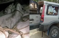 राजस्थान: भरतपुर में पुलिस देख गो तस्करों ने बरसाईं गोलियां, मौके से चार गायें बचाई गईं