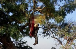 मध्य प्रदेश: पेड़ से झूलती मिलीं प्रेमी जोड़े की लाशें, 7-8 दिन से सड़ रहे थे शव