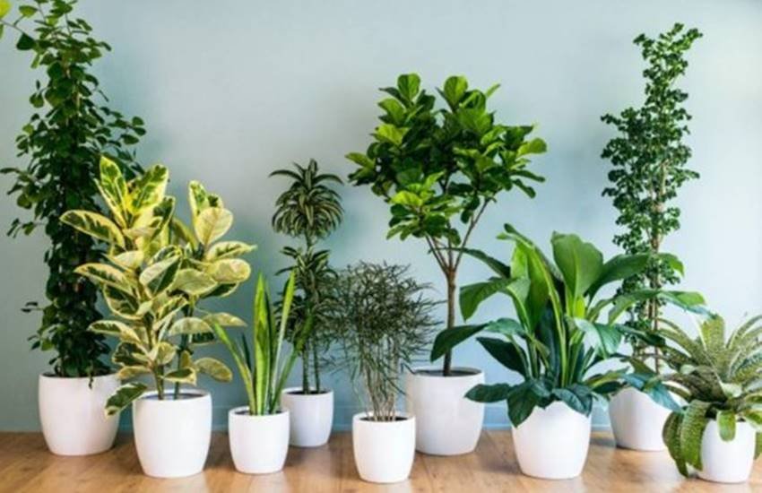houseplants, plants, indoor air pollution, combat pollution, go green, gerbera daisy, spider plant. bamboo palm, boston fern, areca palm, aloe vera, indoor plants, jansatta, lifestyle, health, lifestyle news
