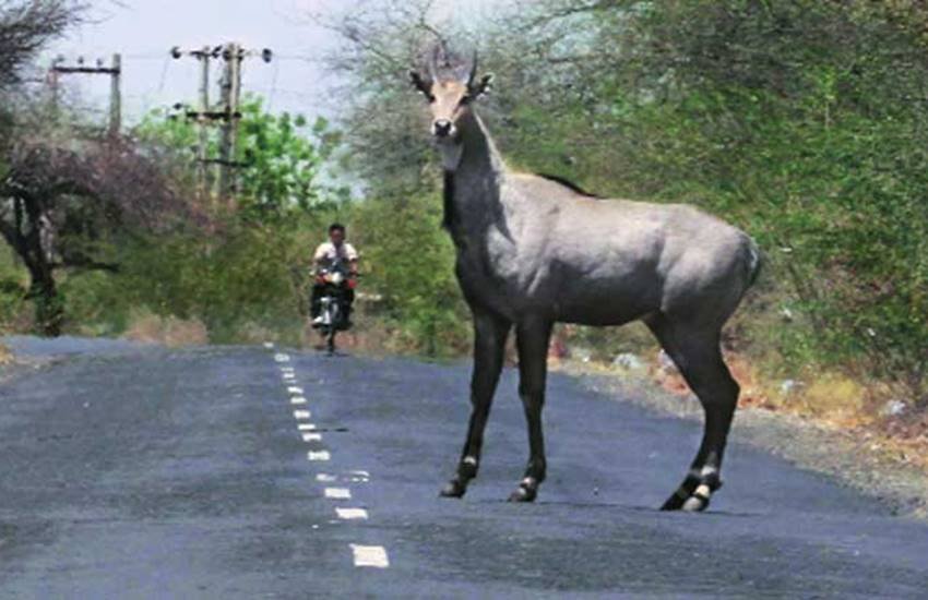 पिछले महीने राज्य के कृषि मंत्री सूर्यप्रताप शाही ने दिल्ली में पत्रकारों से बातचीत में माना था कि सूबे के किसान आवारा पशुओं से परेशान हैं।