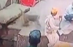 वीडियो: सांप दिखाकर पैसे मांग रहा था सपेरा, बंदर लेकर भाग गया