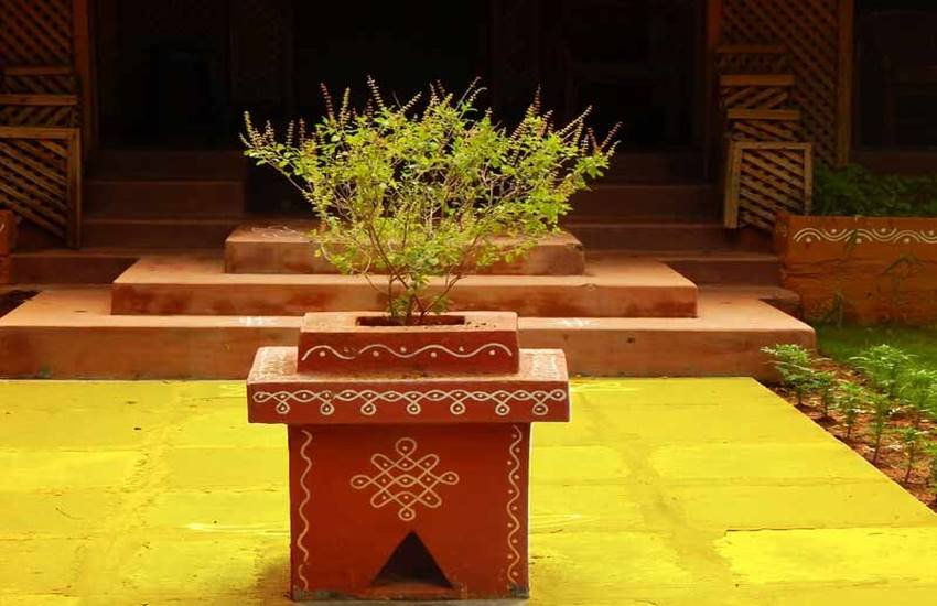तुलसी छाती के दर्द से राहत दिलाता है