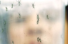 zika-mosquitoes