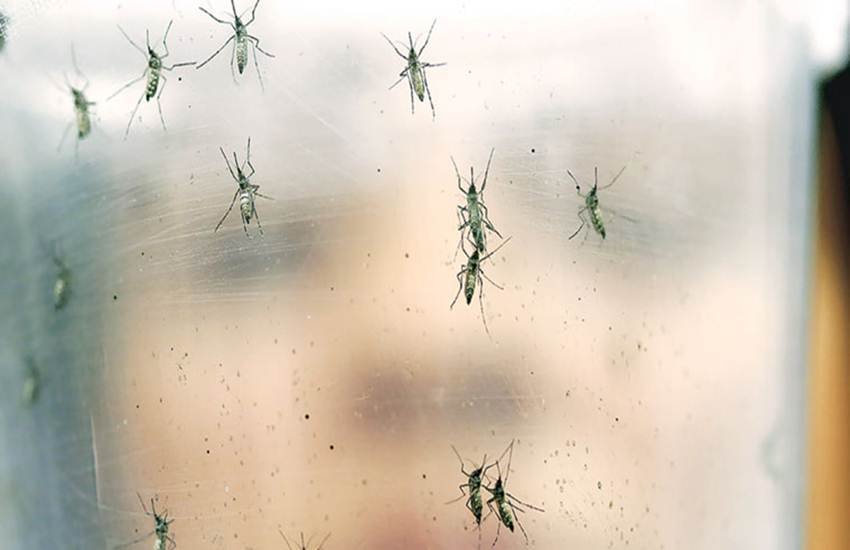 zika-mosquitoes