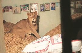 Lion