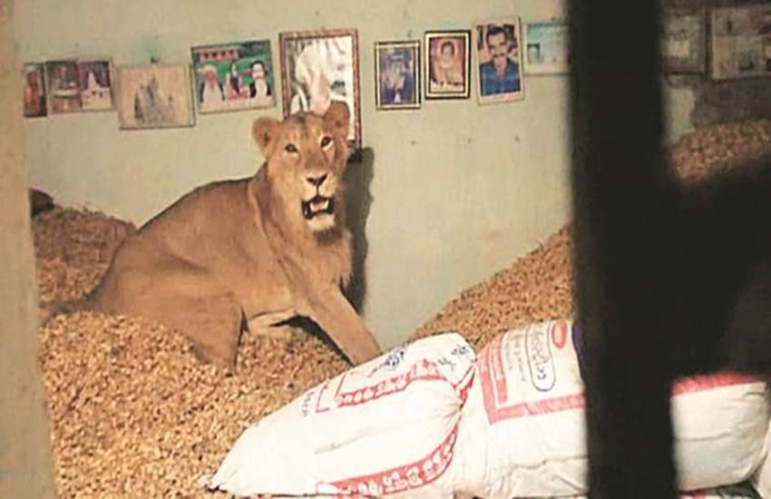 Lion