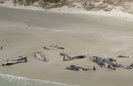 FISH, WHALE FISH, NEW ZEALAND