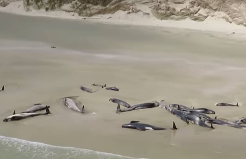 FISH, WHALE FISH, NEW ZEALAND FISH, WHALE FISH, NEW ZEALAND