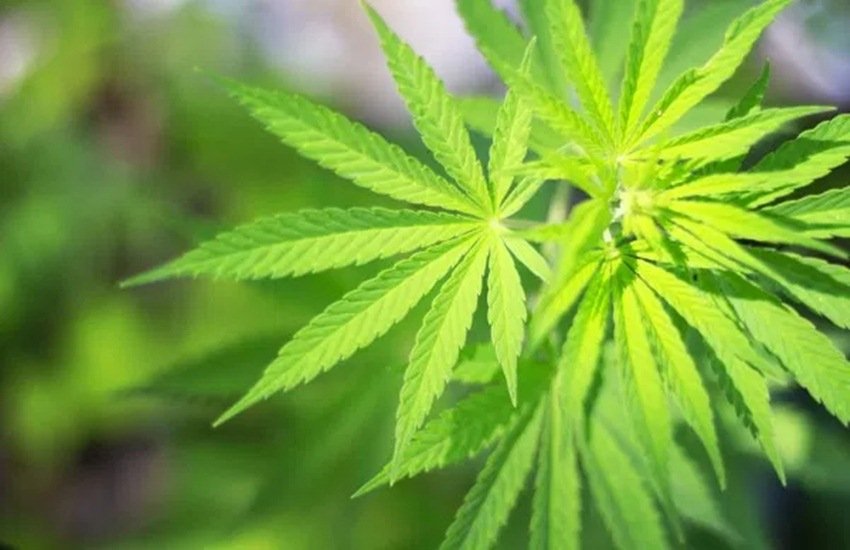 मिर्गी, Epilepsy, hemp, bhang, cancer, medicine made with hemp, cure cancer, cure Epilepsy, study, india, healthy diet, health, health news, letest news, hindi news, lifestyle