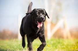 Black Dogs, Black Dog, Black Dogs facts, Black Dogs benfits, food to Black Dogs, bread to Black Dogs, Black Dogs in hindu, Black Dogs pics, religion news