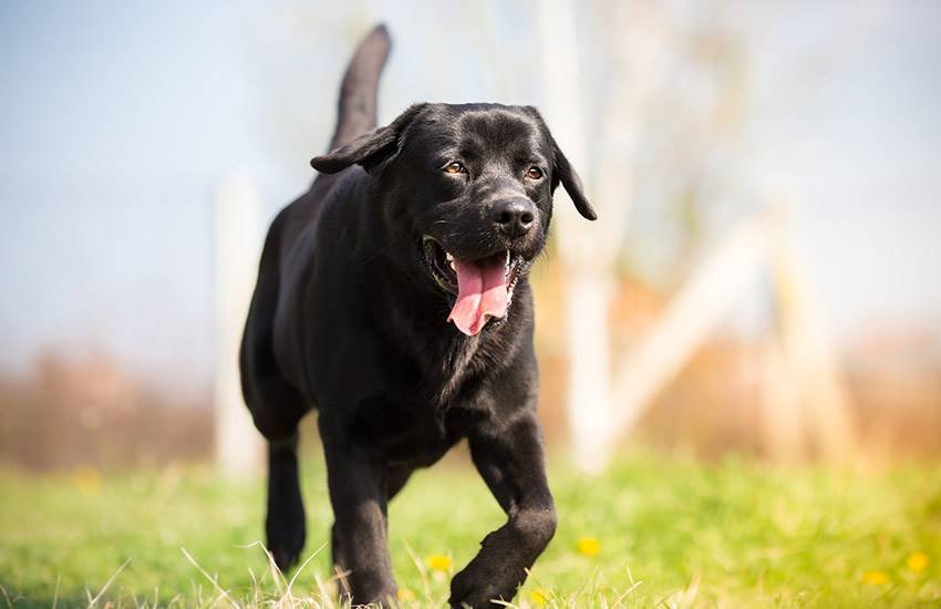 Black Dogs, Black Dog, Black Dogs facts, Black Dogs benfits, food to Black Dogs, bread to Black Dogs, Black Dogs in hindu, Black Dogs pics, religion news