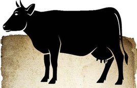 Cow Protector, Attack, Cattle, Knife, Attempt to murder, Hospital, Police, FIR